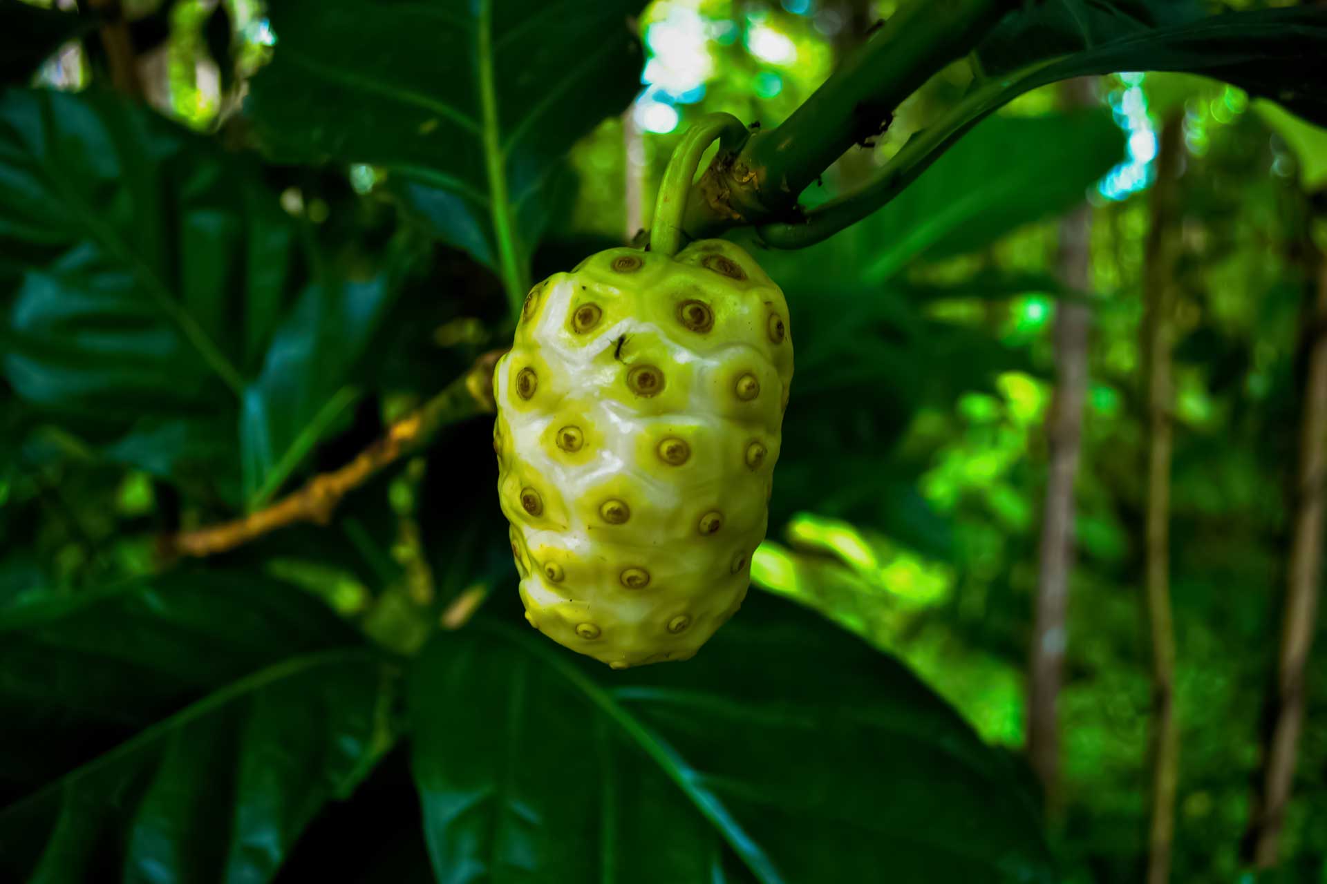 Nui Noni Saft Original