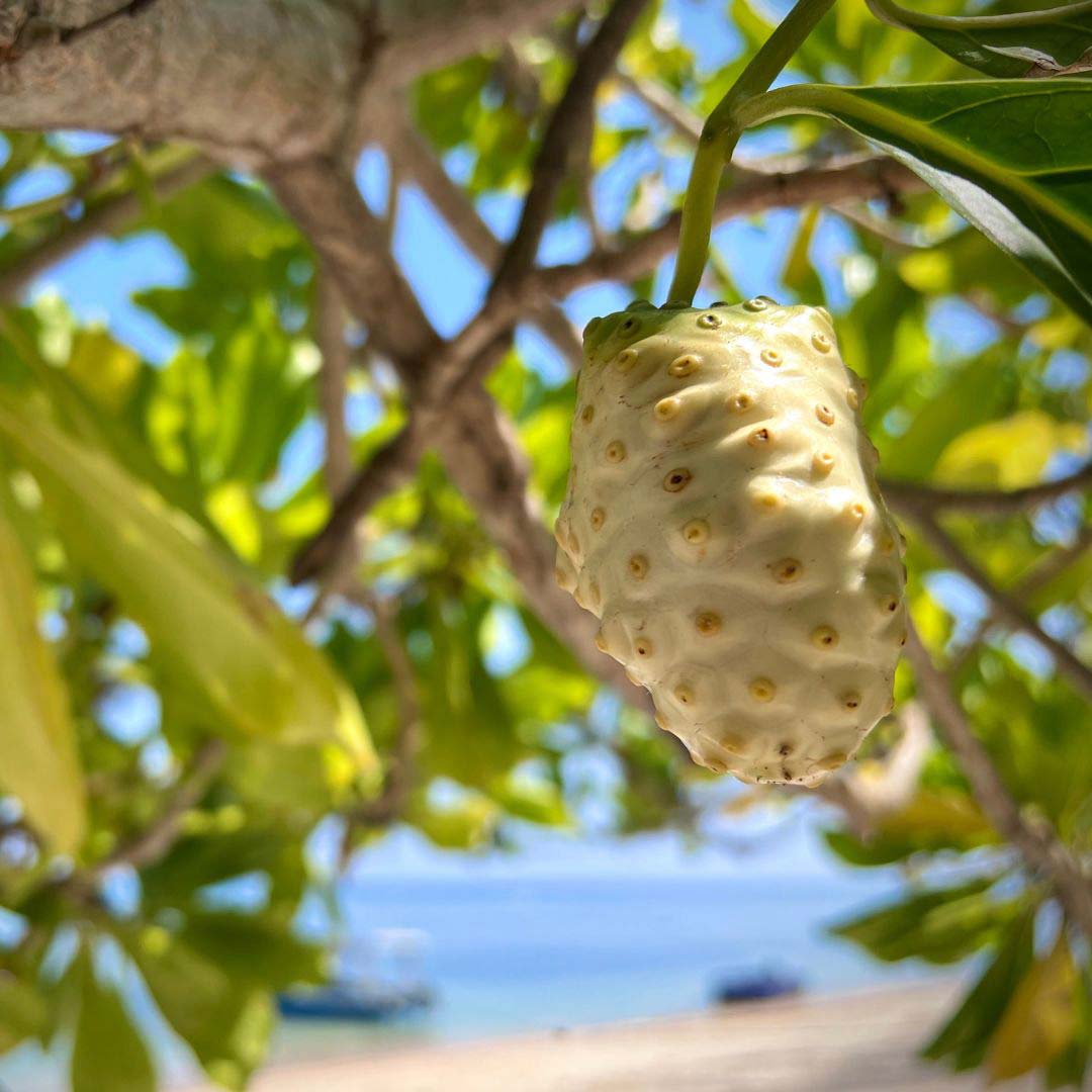 Die Kraft der Noni-Frucht aus Tahiti
